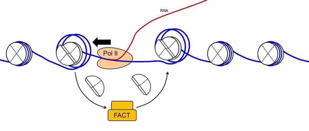 The FACT protein dimer allows RNA Polymerase II to transcribe through packaged DNA